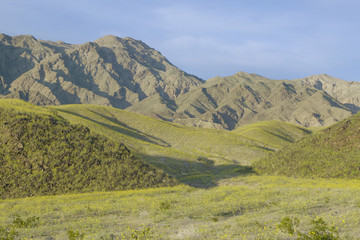 Naklejka premium Mountain view and spectacular desert gold and various spring flowers south of Furnace Creek in Death Valley National Park, CA