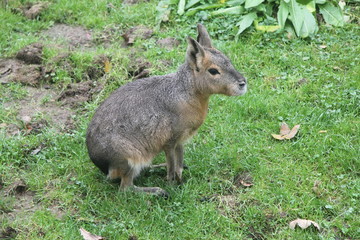 The Great Pampashase or Great Mara (Dolichotis patagonum) is a rodent species living in Argentina
