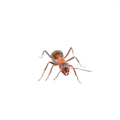 Brown ant on a white background