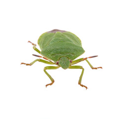 Green shield bug on a white background