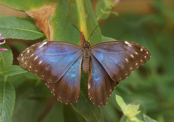 Tropischer Schmetterling, Mittelamerika