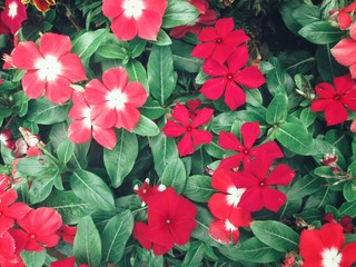 Red petunias flowers