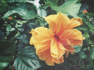 Hibiscus flower - orange flower