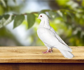 Dove.