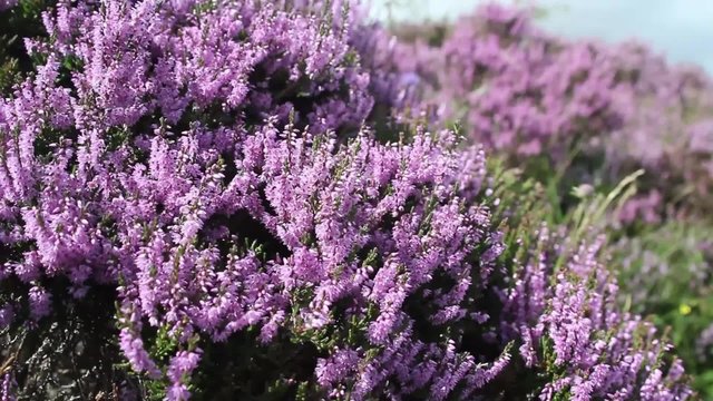 Fields of blooming heather in Scotland, North Lanarkshire, HD footage