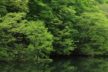青森県十和田　夏の蔦沼