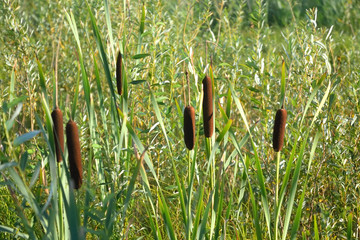 Bulrush plants. © konstan
