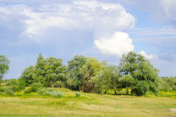 Summer landscape.