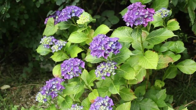 Hyndrangea blossom in the garden, HD footage