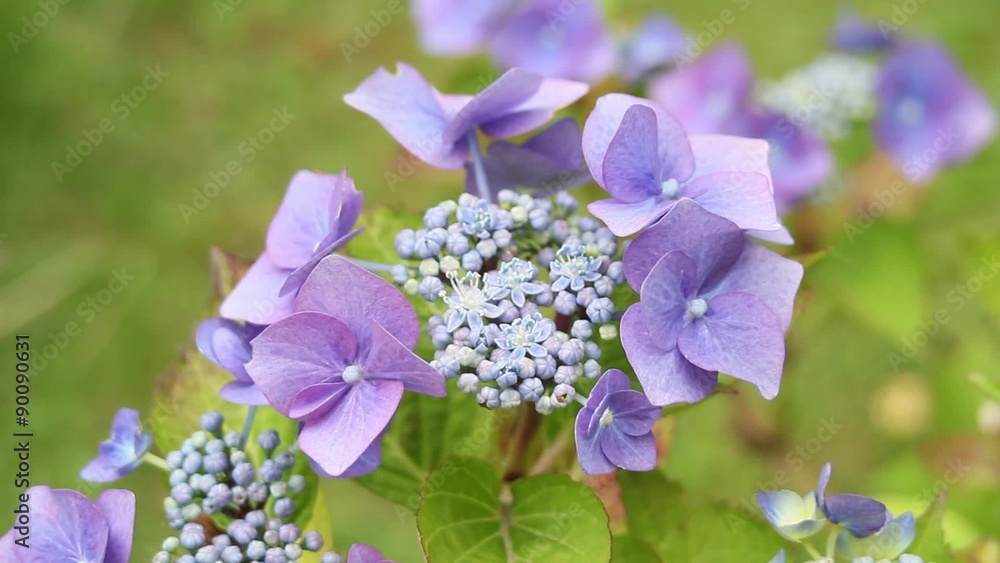 Poster Hyndrangea blossom in the garden, HD footage