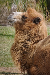 Camel / Bactrian Camel
