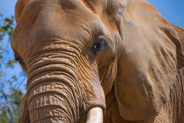 Elephant / African elephant close up view.