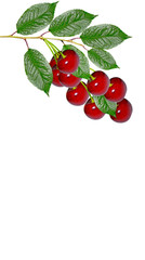 branch of berries cherries with leaves isolated on white backgro