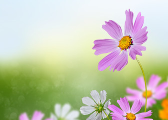 Cosmos flowers and cornflowers on a background of blue sky with