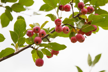 Red berries on the tree