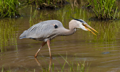 Blue Heron Fishing Sequence (4 of 4)