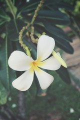 White frangipani flower on tree