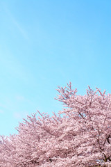 満開の桜