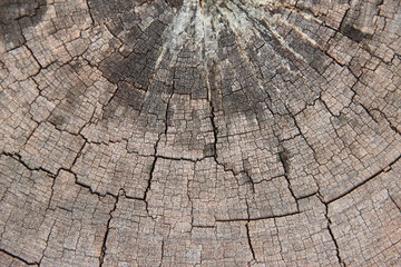 Fototapeta premium Circle Wood Texture