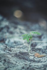 Plants on soil