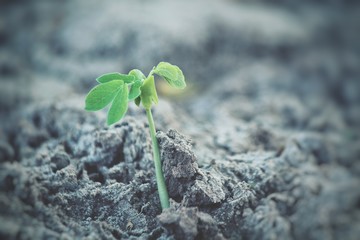 Plants on soil