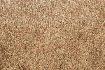 色変わりの人工芝