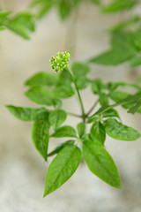 高麗人参の水耕栽培