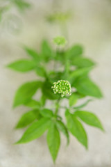 Obraz premium 高麗人参の水耕栽培