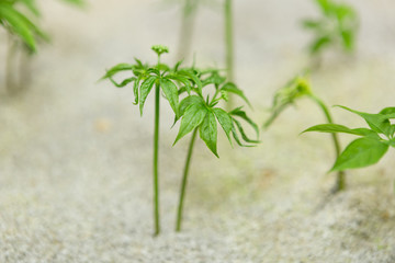 高麗人参の水耕栽培