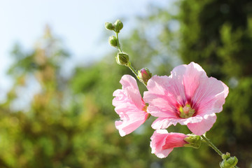 Beautiful pink hibiscus in the beautiful day