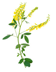 Medicinal plant: Melilotus officinalis (Yellow Sweet Clower)