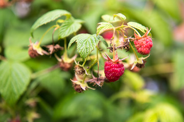 Raspberries bush
