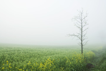 Fototapeta na wymiar Fog above a field 
