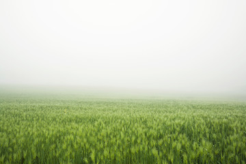 Fototapeta na wymiar Fog above a field 