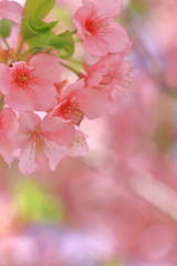 満開の椿寒桜