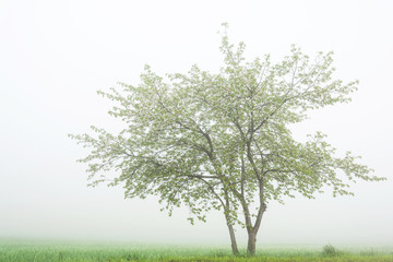 Fototapeta premium Fog above a field 