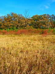 Rural southern Wisconsin scenery under autumn sunlight