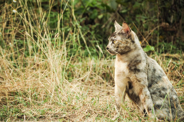 cute stray cat is in my villege, Northern in thailand