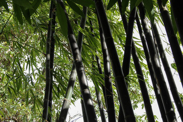 Black Bamboo Trees