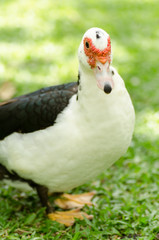 Duck on green grass