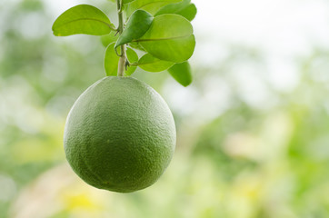 Pomelo fruit hang on the tree