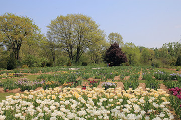 Obraz premium Blooming Garden