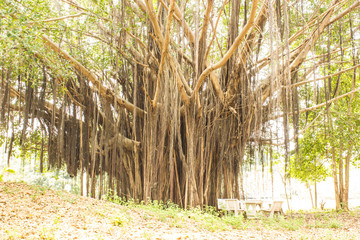 Banyan Tree photos, royalty-free images, graphics, vectors & videos