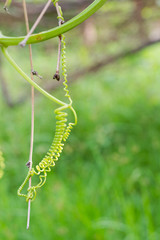 vine or mustache of zucchini a beautiful roll on tree