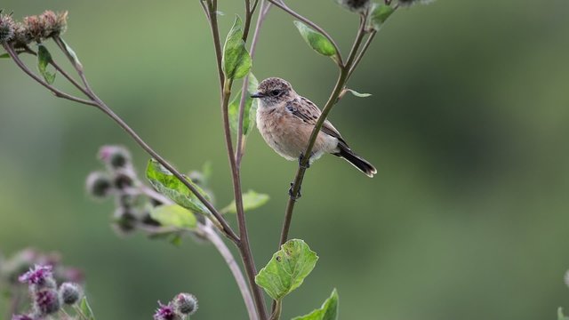 Fledgling stonechat sitting on a branch