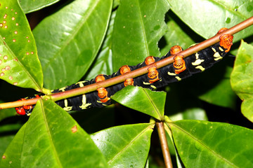 Tetrio Sphinx Caterpillar in Puerto Rico