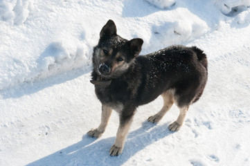 Puppy dog in snow winter