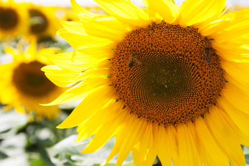 Field of sunflowers