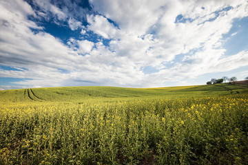 Beautiful field and cloudy sky landscape