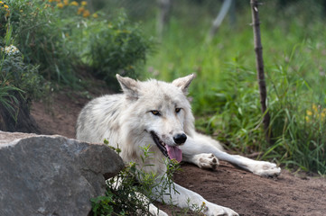 Wild gray wolf